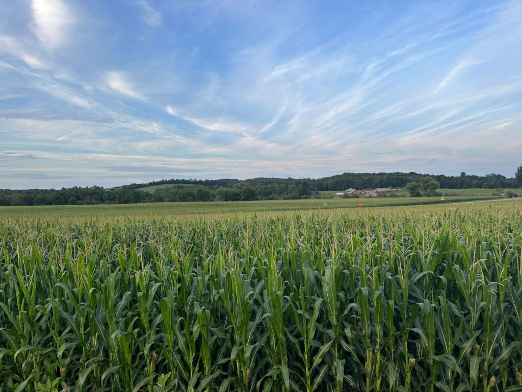 Cornfields near Cooperstown tournament area in upstate New York